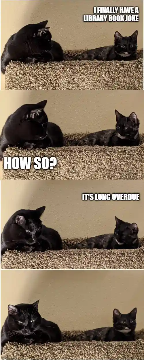 A four-panel meme featuring two black cats on a carpeted surface. In the first panel, one cat says 'I FINALLY HAVE A LIBRARY…