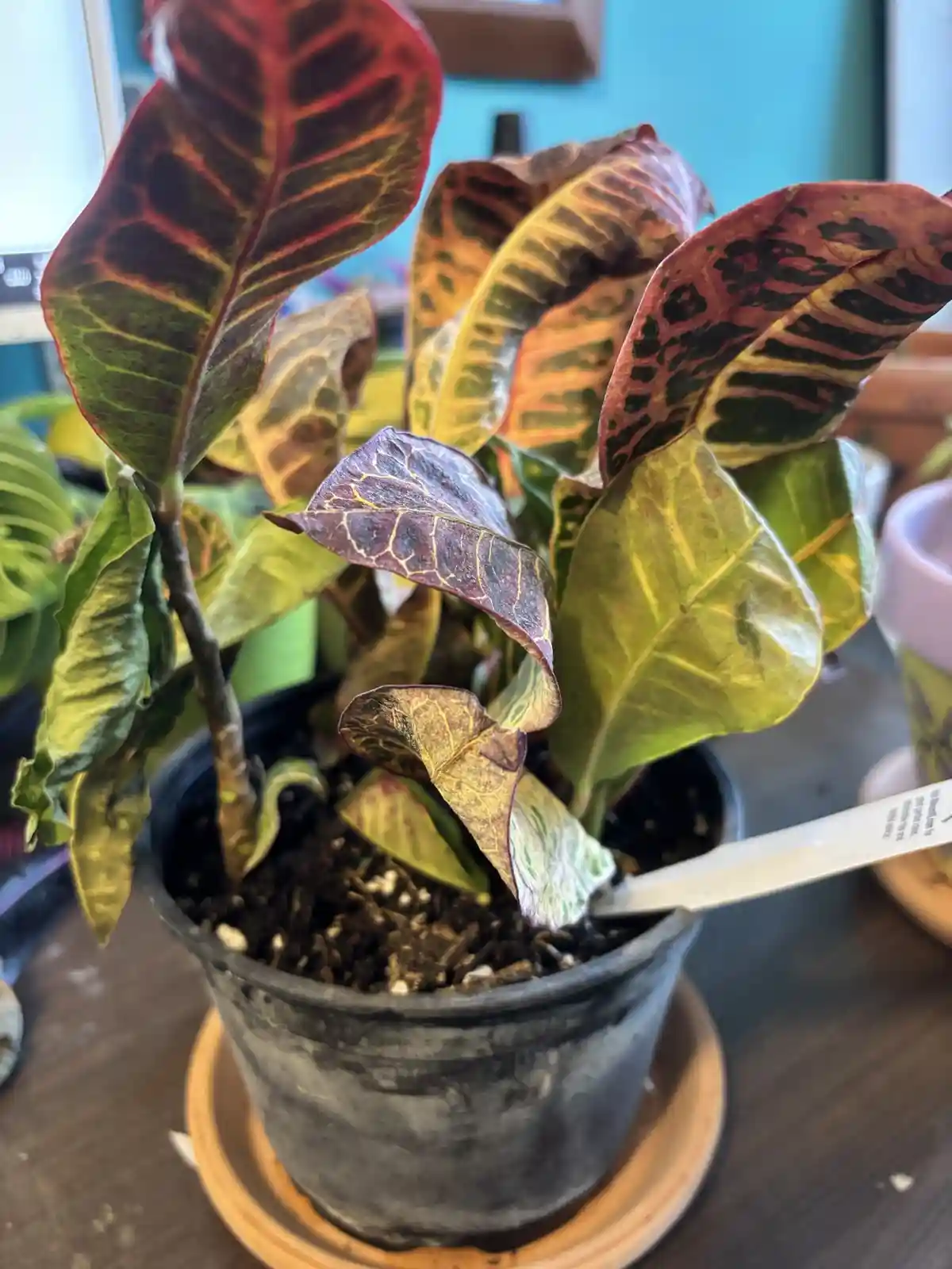 A close-up photo of a potted croton plant with many leaves showing signs of distress, including browning, curling, and…