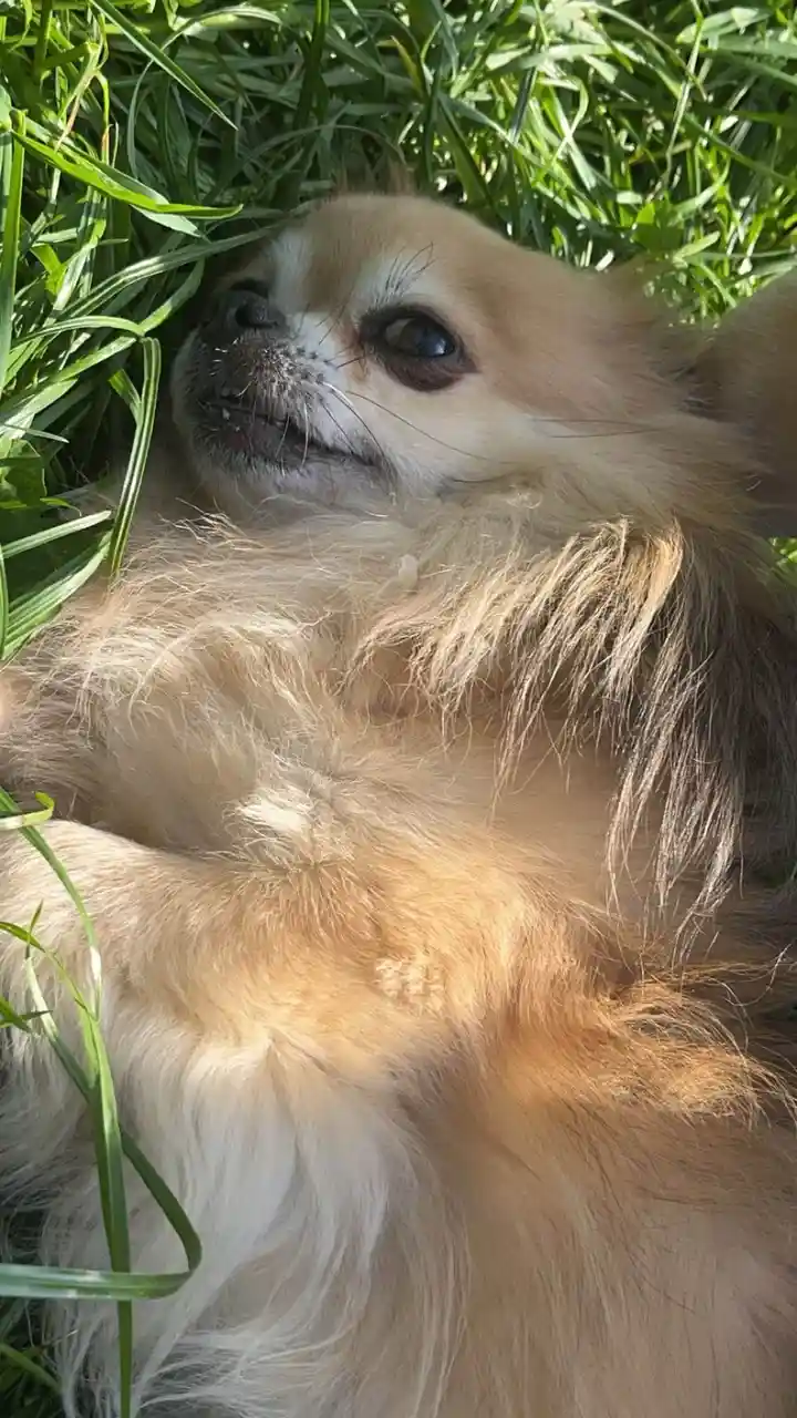 A small, fluffy, light-brown dog with large, expressive eyes lies relaxed in green grass, looking upward with a slightly…