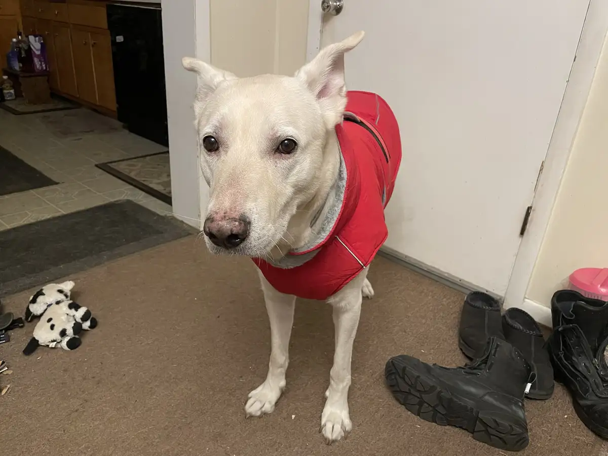 A white dog wearing a red vest stands on a carpeted floor, looking directly at the camera with a serious expression. To its…