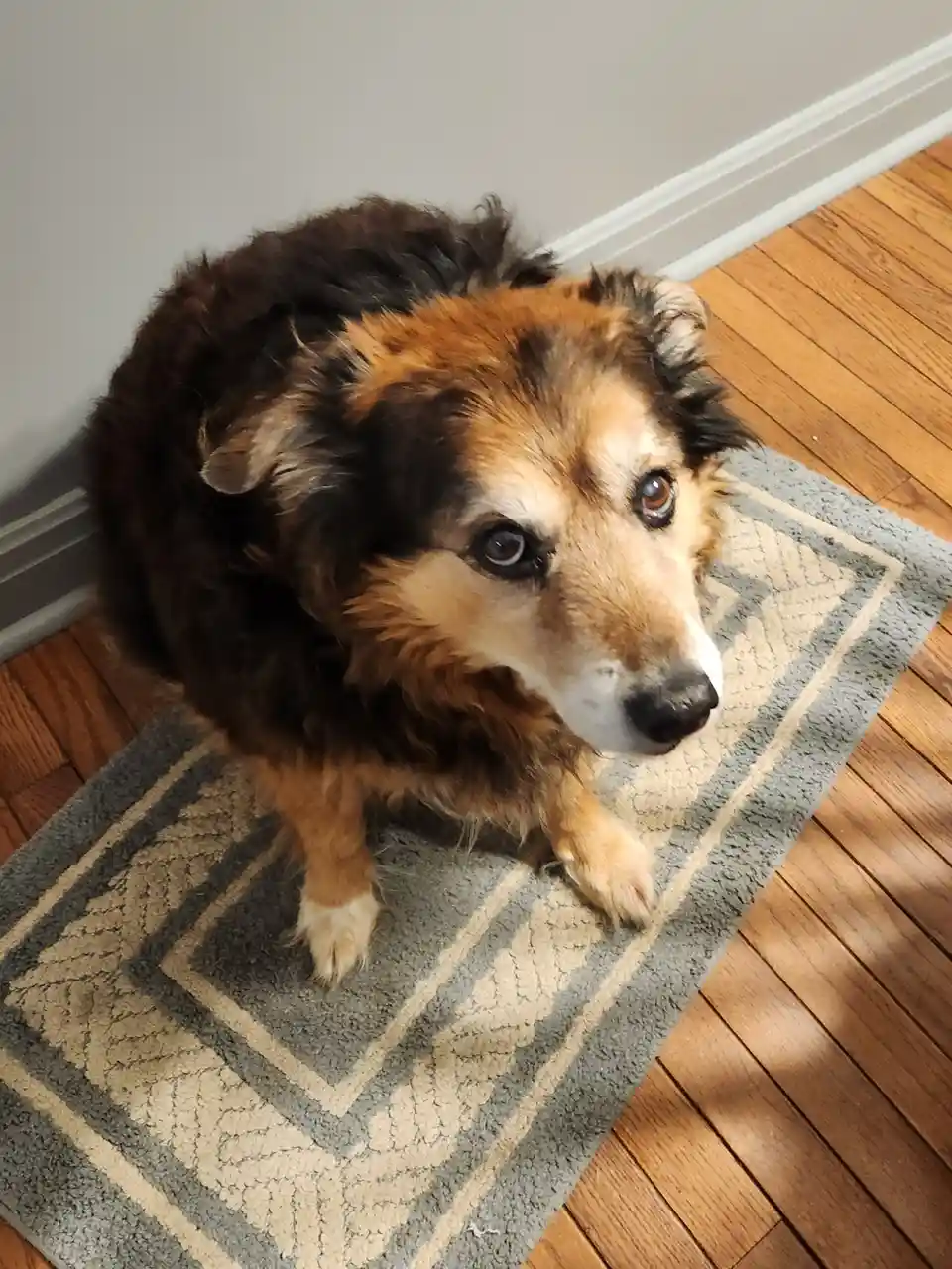 A fluffy brown and black dog with soulful eyes sits on a patterned rug on hardwood floors, looking up at the camera with a…