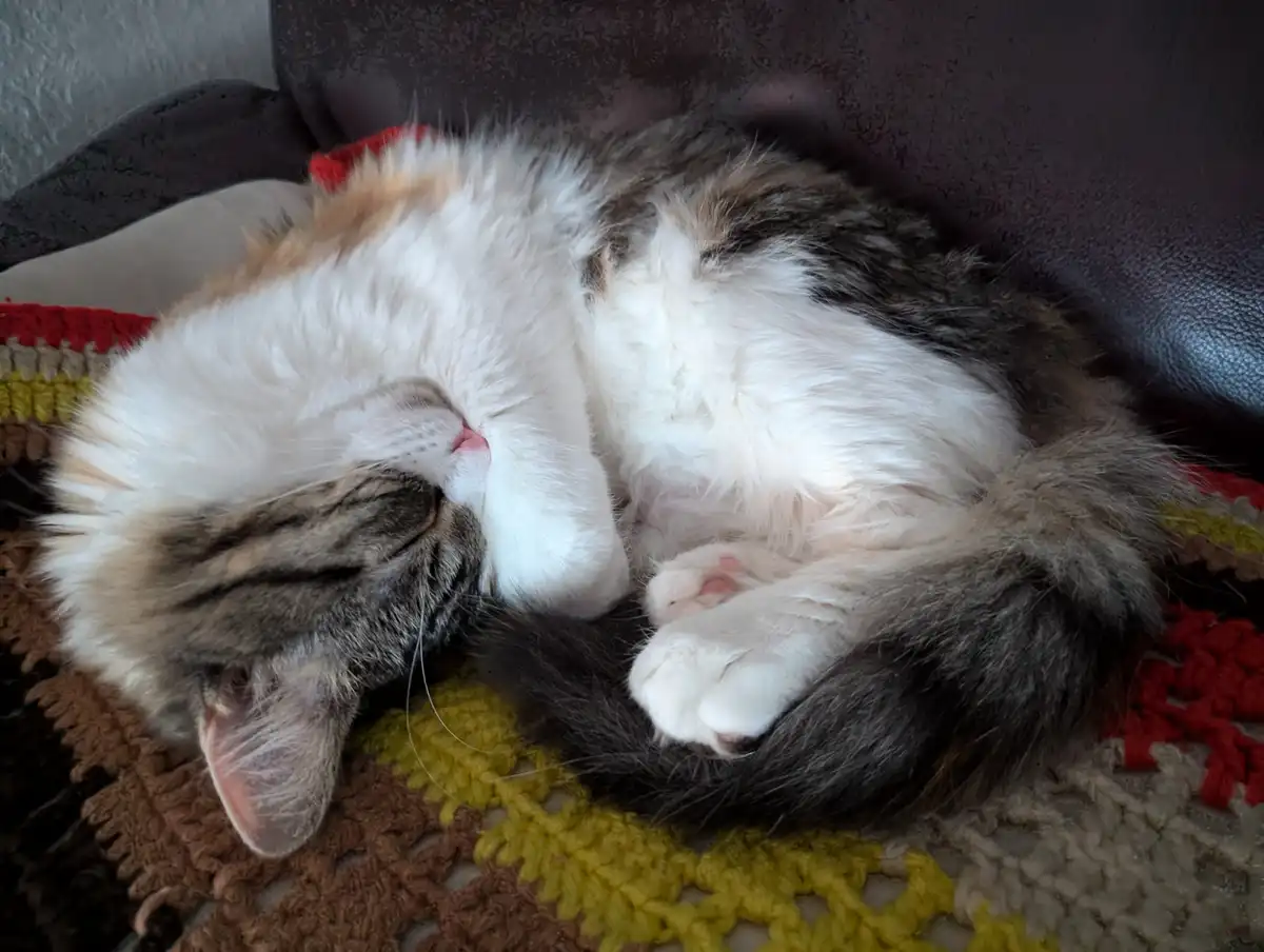 A fluffy calico cat is curled up asleep on a colorful crocheted blanket, exposing its white belly and pink paw pads, with…