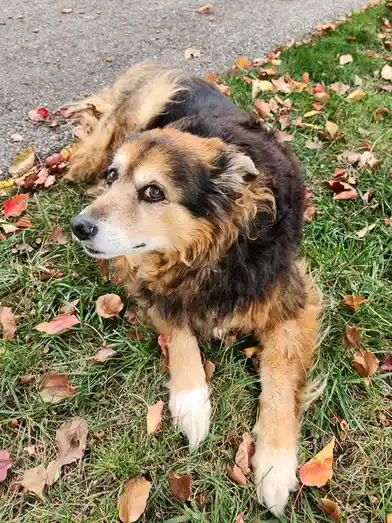 A fluffy, medium-sized dog with black, tan, and white fur lies on green grass scattered with autumn leaves, looking off to…