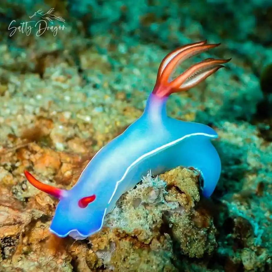 A vibrant blue sea slug with orange-tipped appendages and red eyes crawls on a textured coral reef. The image has a…