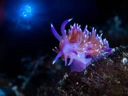 A vibrant purple and pink sea slug with feathery appendages rests on a dark, textured underwater surface. The image is…