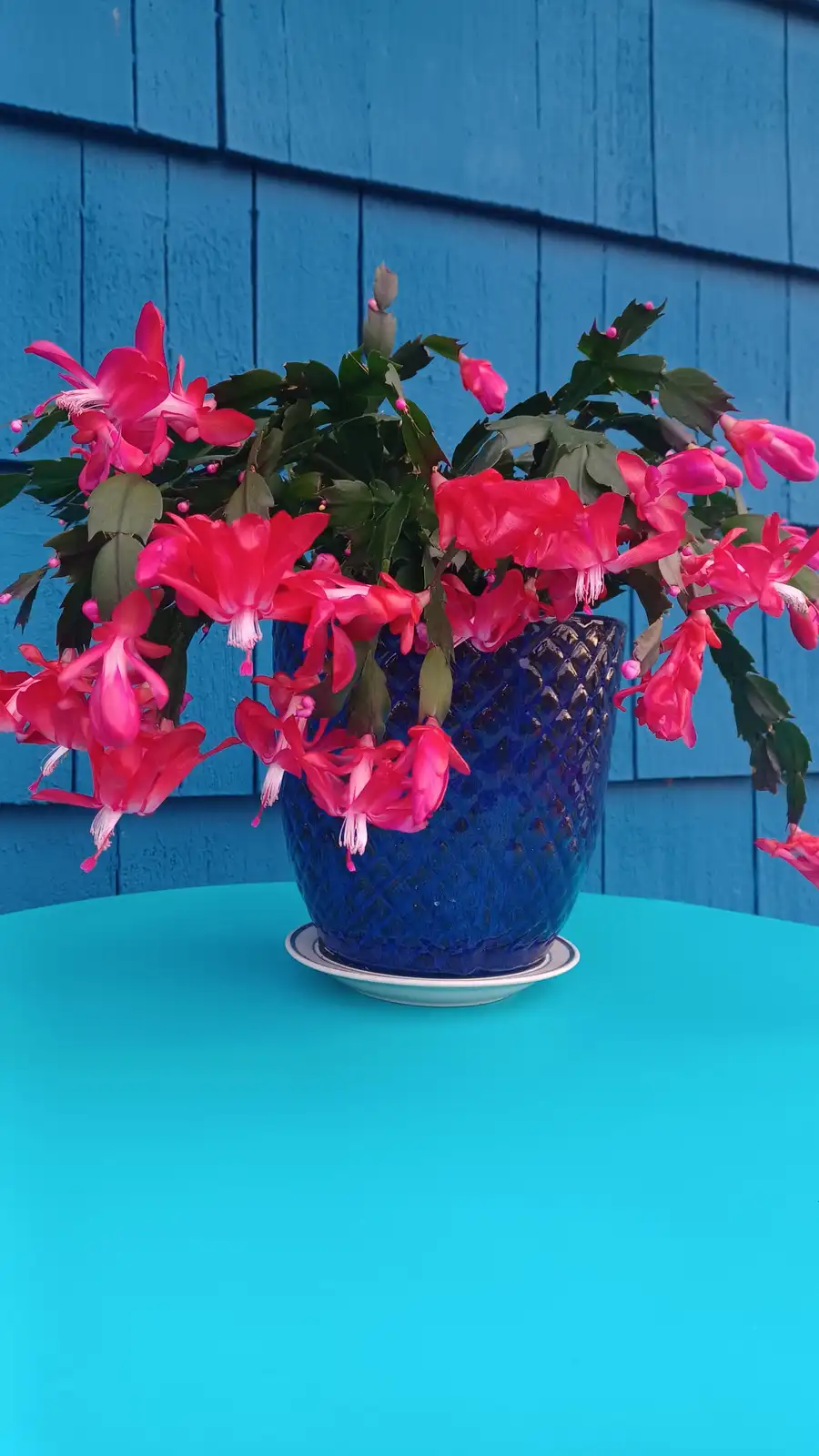 The quirky charm of the Christmas Cactus