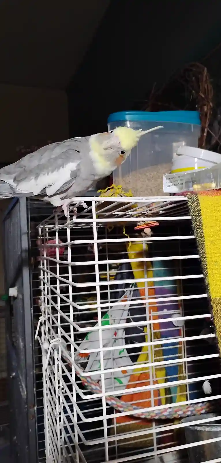 A grey and yellow cockatiel perches atop the top bar of its white wire cage, looking down with a slightly skeptical or…