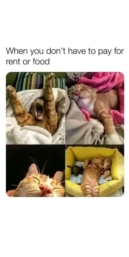 A four-panel image collage shows an orange tabby cat in various states of extreme comfort and relaxation: yawning with paws…