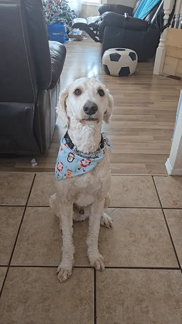 Who Doesn't Love Adorable Holiday Puppies?