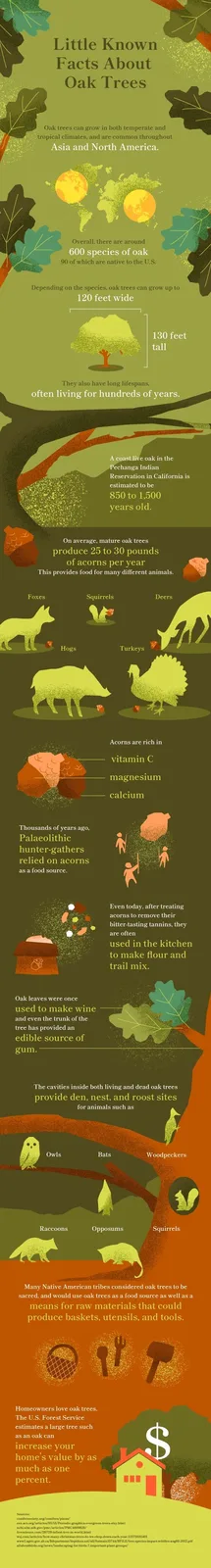 Why Acorns Outshine Pinecones