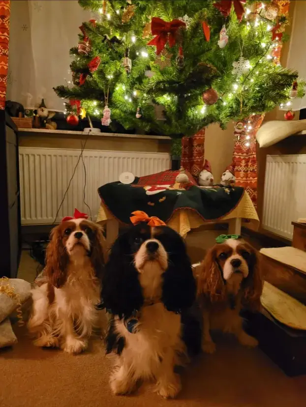 three cavalier king charles spaniels sit attentively on a carpeted floor in front of a decorated christmas tree with lights…
