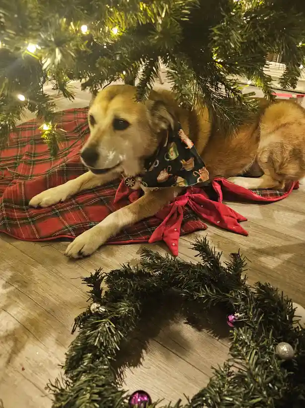Merry Christmas! Lola the Dog brings you a special meme blessing.