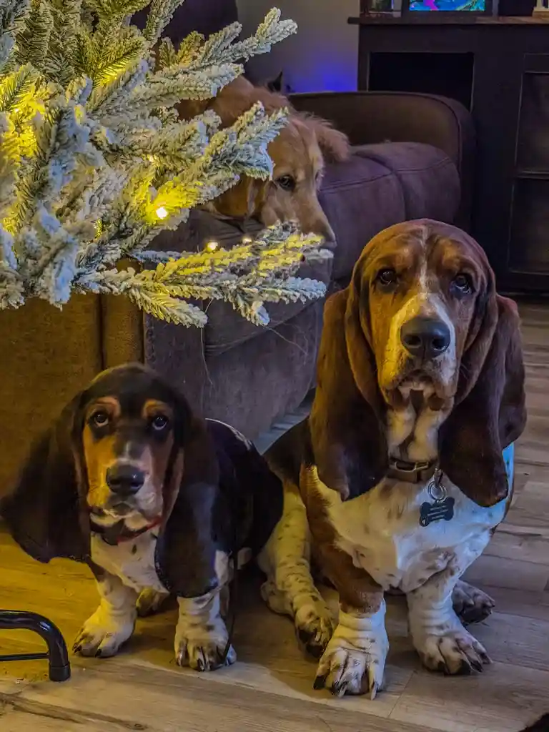 Three dogs are in a cozy living room near a flocked Christmas tree with lights. Two basset hounds sit on the wooden floor…