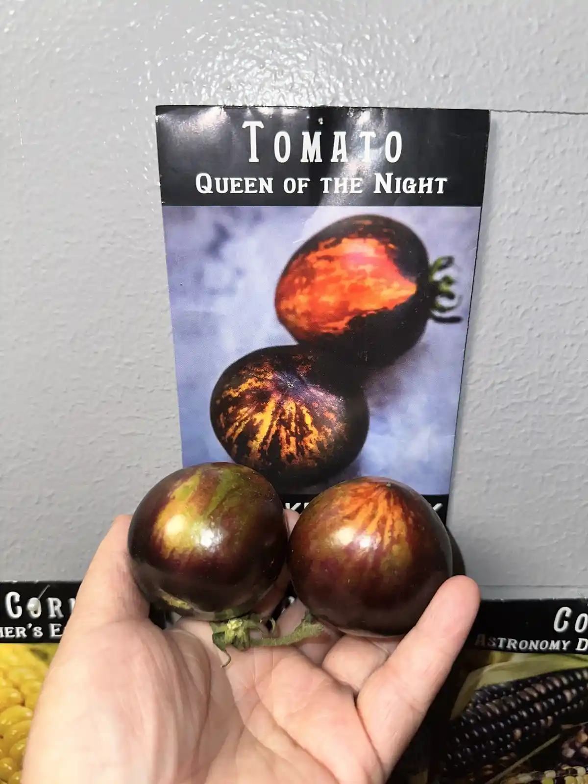 A hand holds two dark, glossy tomatoes with greenish-yellow streaks in front of a seed packet labeled 'TOMATO QUEEN OF THE…
