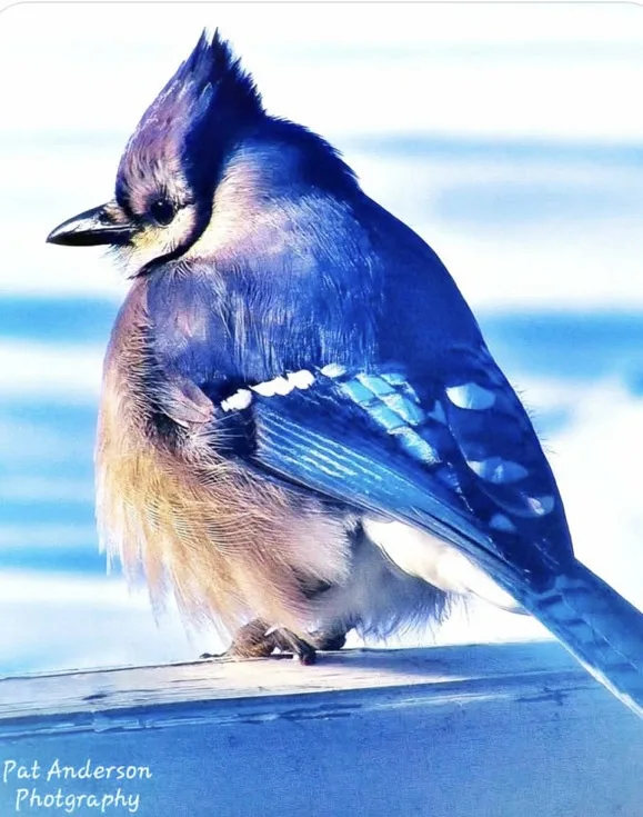 A blue jay with its feathers fluffed up sits on a wooden surface against a snowy background. The bird's blue and white…