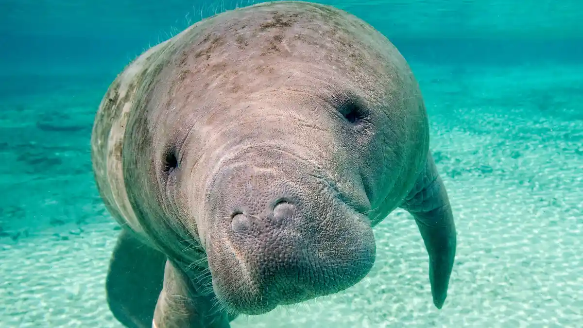 Meet the gentle Florida manatee, often mistaken for "sea cows" due to their large size. Despite their bulky appearance, they…