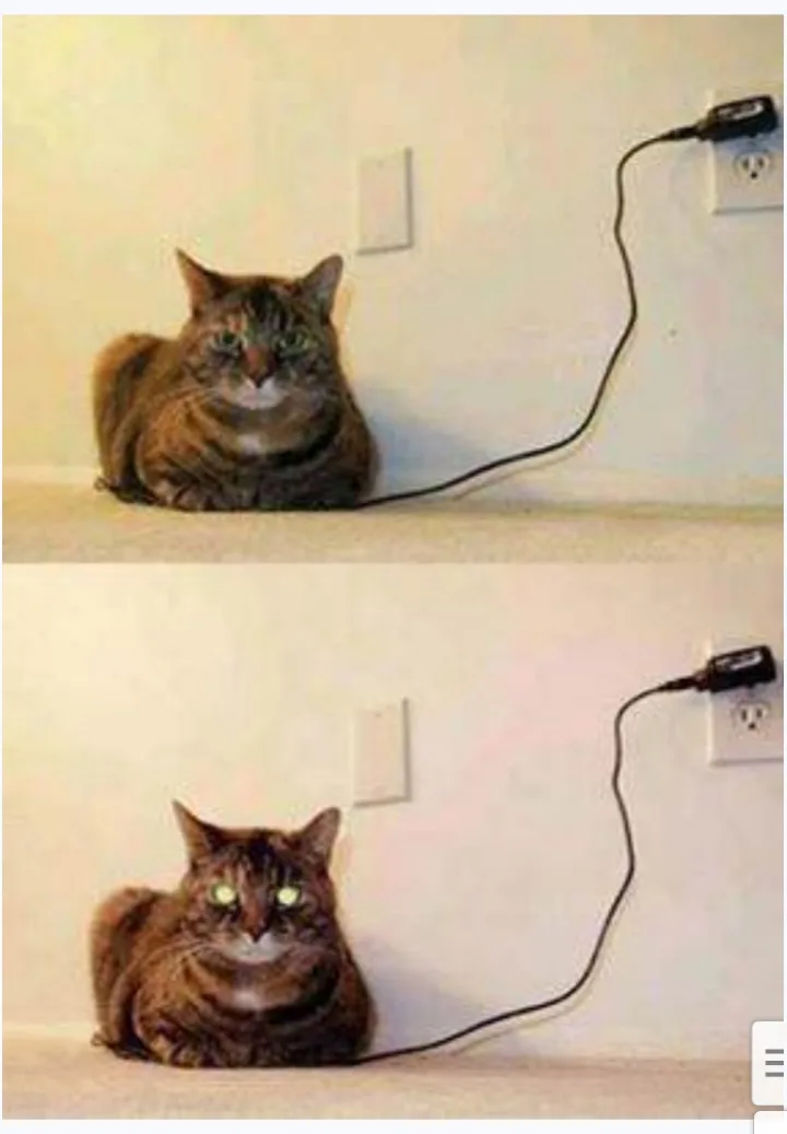 Two-panel image of a tabby cat sitting on carpet near a wall outlet. In the top panel, the cat looks normal. In the bottom…