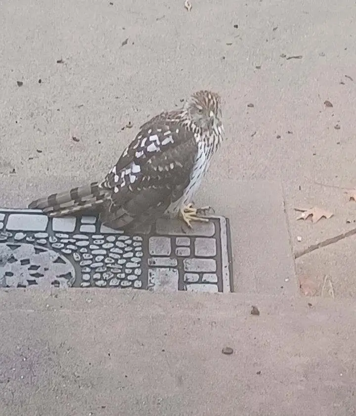 A small hawk with brown and white speckled feathers perches on a decorative metal manhole cover embedded in a concrete…