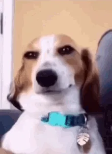 Just a dog being a dog