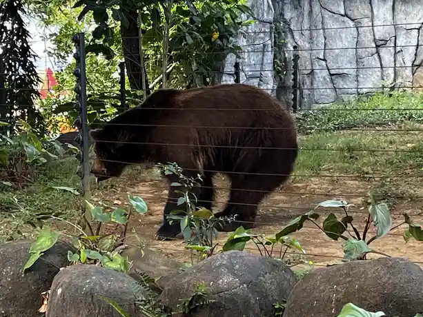 A large brown bear stands behind a wire fence in an enclosure with rocks and greenery, viewed from the front. The bear is…