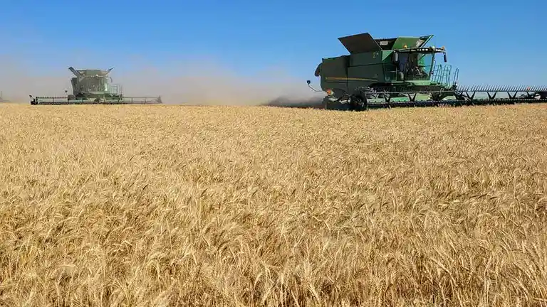 Two green combine harvesters are shown working in a vast golden wheat field under a clear blue sky, kicking up dust as they…