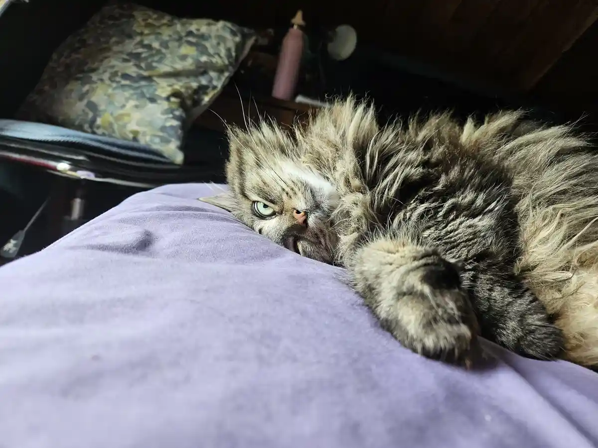 A fluffy, long-haired tabby cat with green eyes lies on a person's purple shirt, looking grumpy and unimpressed. The cat's…