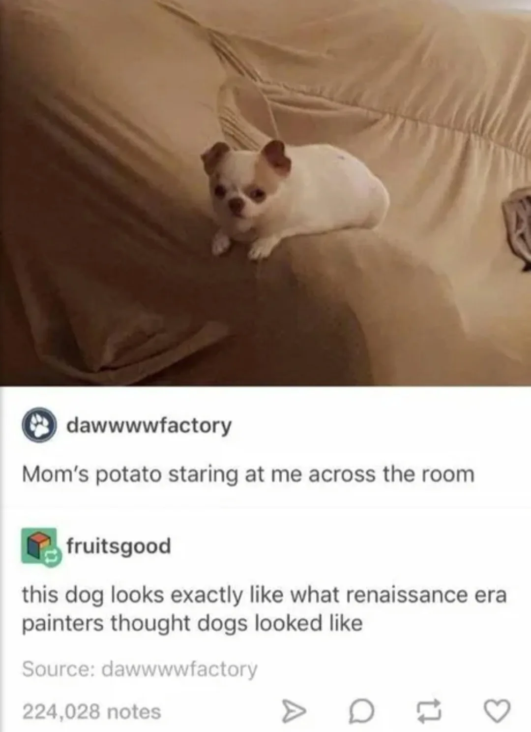 A small white chihuahua with brown markings sits on a beige couch, staring intently forward. The image is overlaid with two…