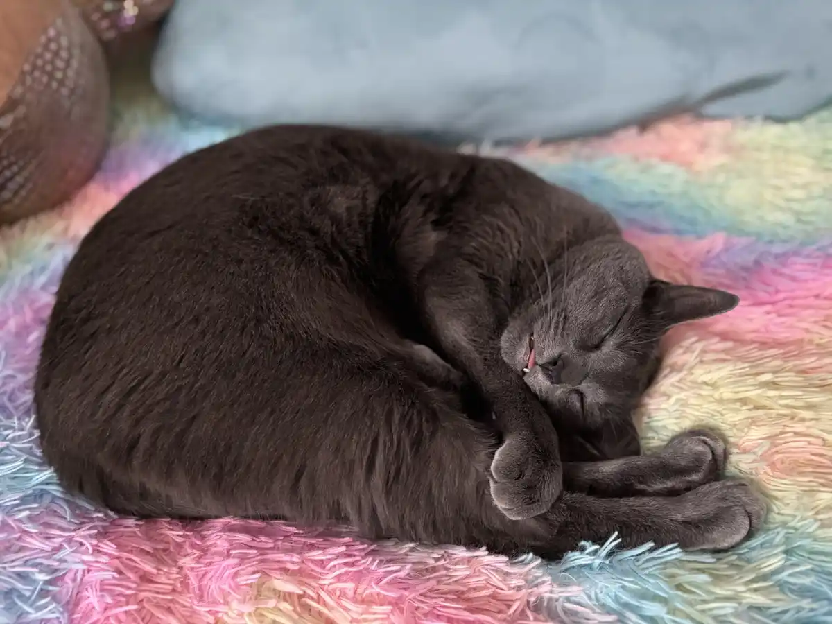 A dark gray cat is curled up and sleeping soundly on a colorful, fluffy rainbow rug. Its eyes are closed, and its mouth is…