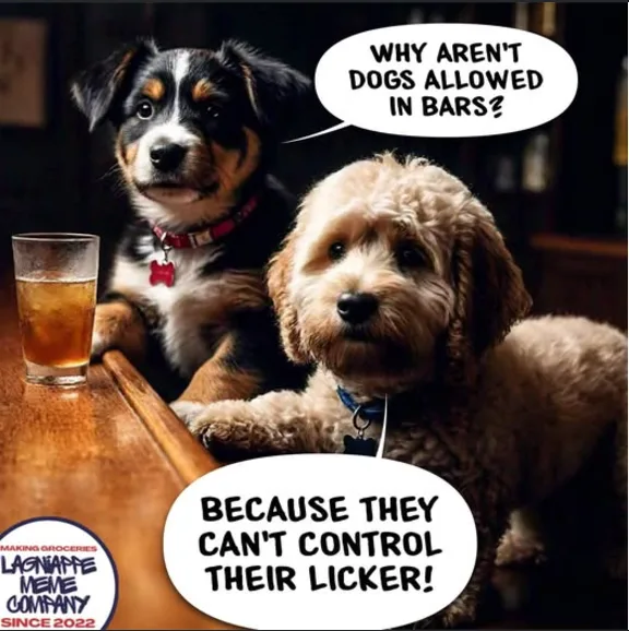 Two dogs sit at a bar counter, one with a glass of beer beside it. The dog on the left asks in a speech bubble, 'WHY AREN'T…