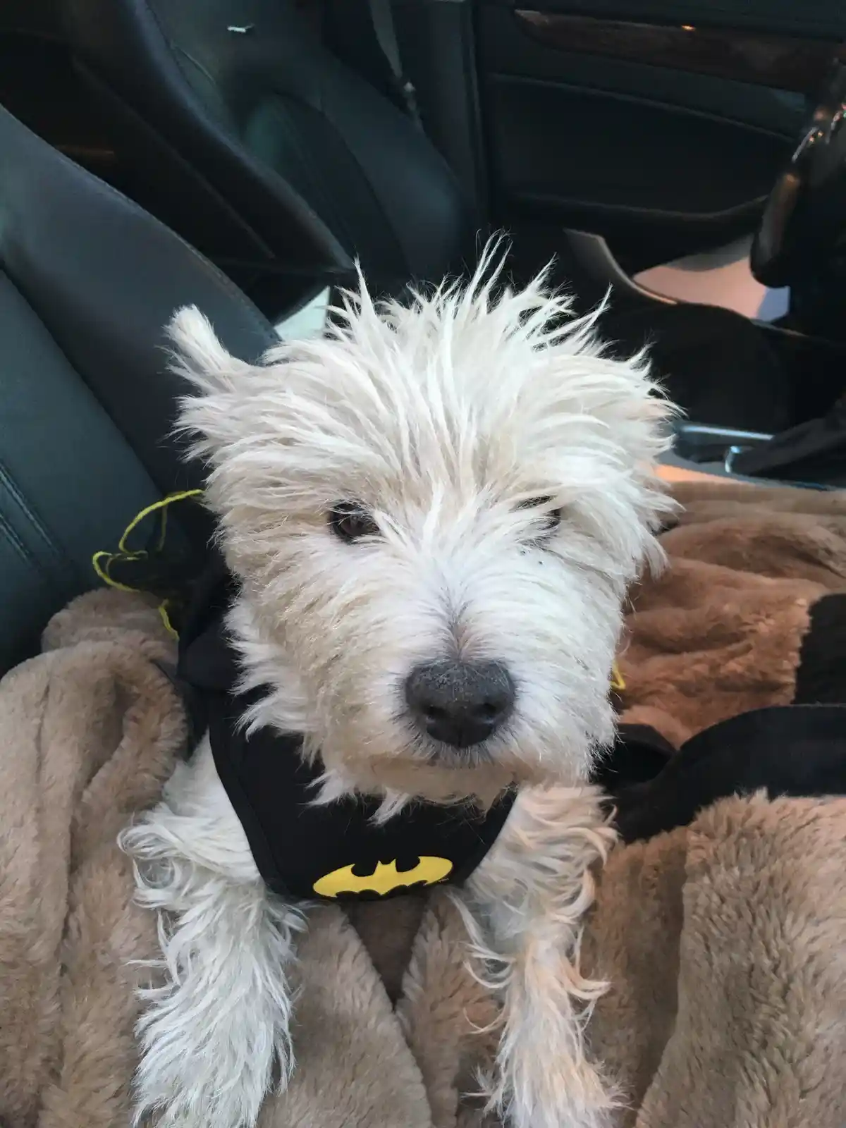 My Adorable Batgirl: Lily Bella, the Star of Every Day