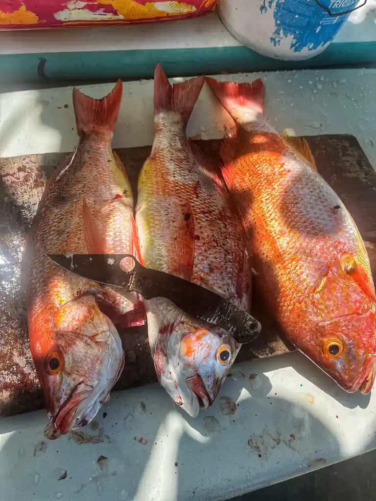 Three freshly caught red snapper fish lie on a wet cutting board, their scales glistening with blood and water droplets. A…