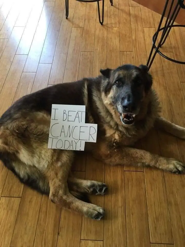 A German Shepherd dog lies on a wooden floor, looking at the camera with a slightly open mouth, while a handwritten sign…