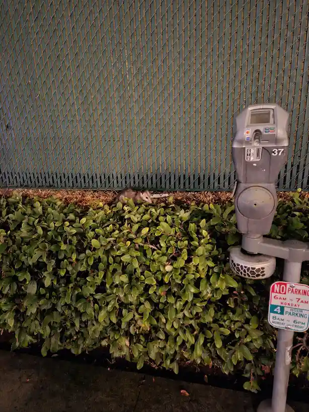 A small opossum is peeking out from behind a green hedge next to a gray parking meter labeled '37'. The meter has a 'NO…