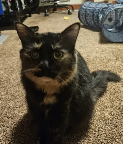 A tortoiseshell cat with wide, startled eyes sits on a beige carpet, looking directly at the camera with a slightly open…