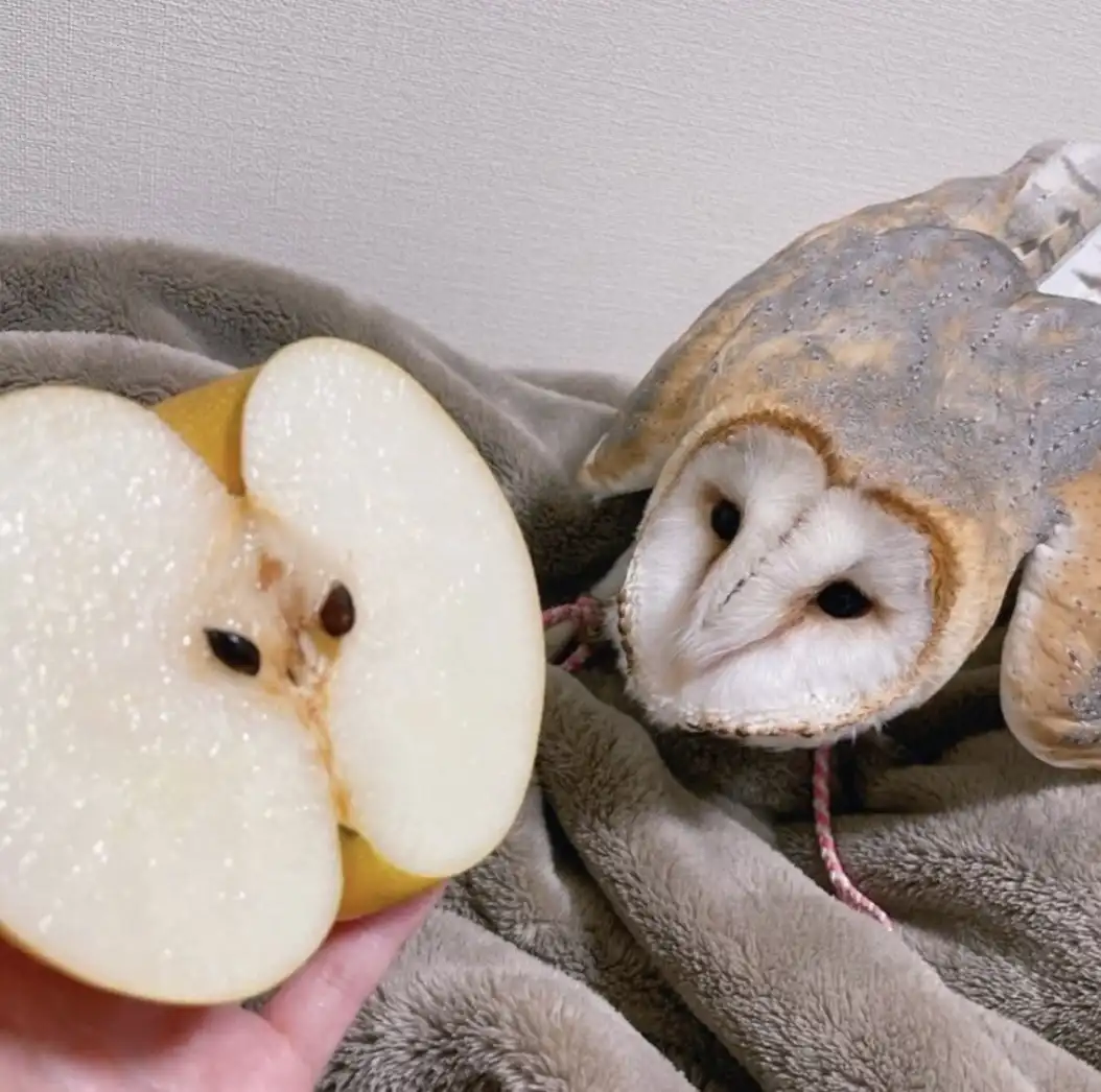 a close-up photo shows a sliced apple held in a hand, its core and seeds arranged to resemble an owl's face, positioned next…
