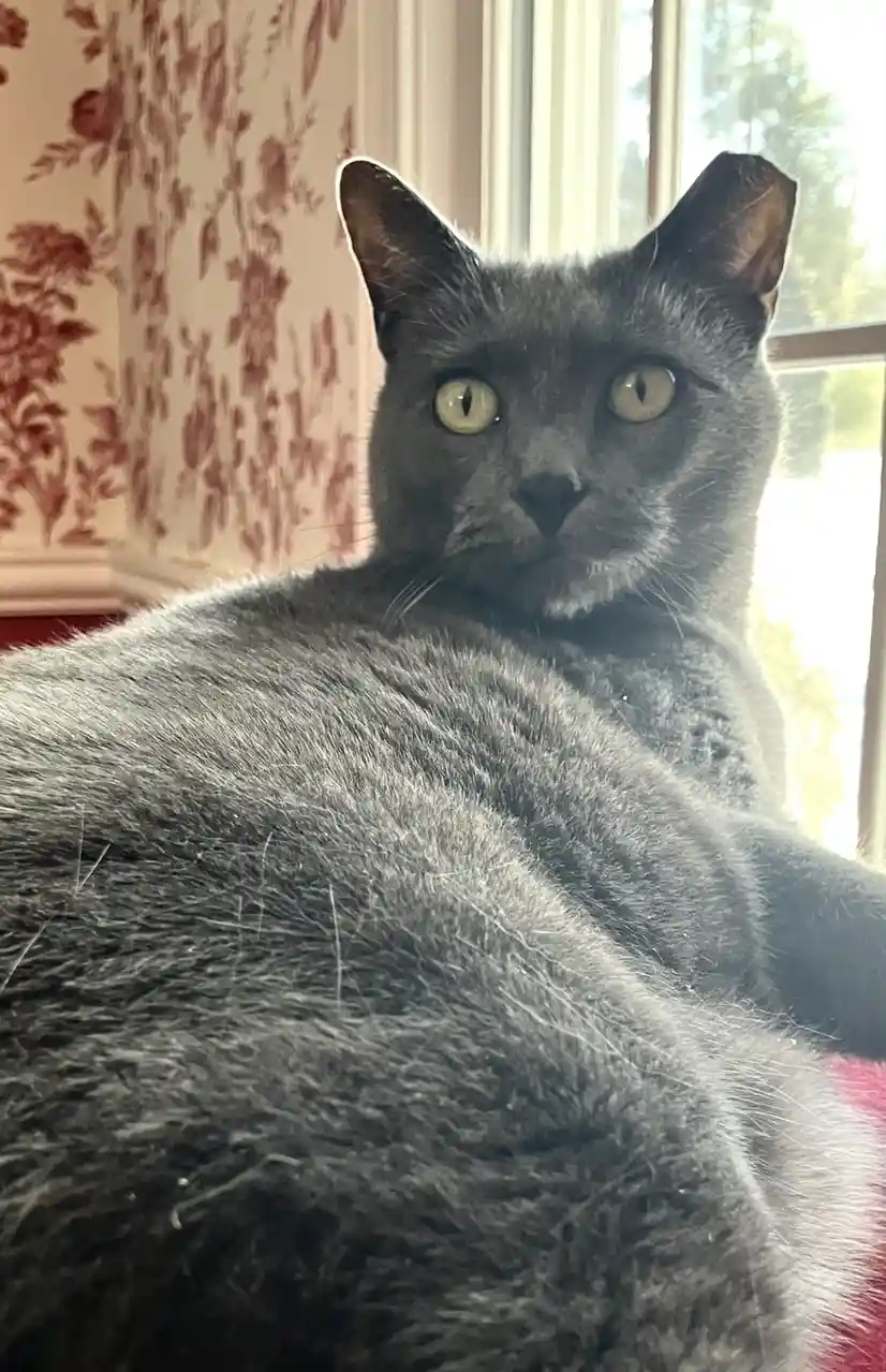 A close-up photo shows a grey cat with wide, yellow-green eyes staring directly at the camera, appearing very serious and…