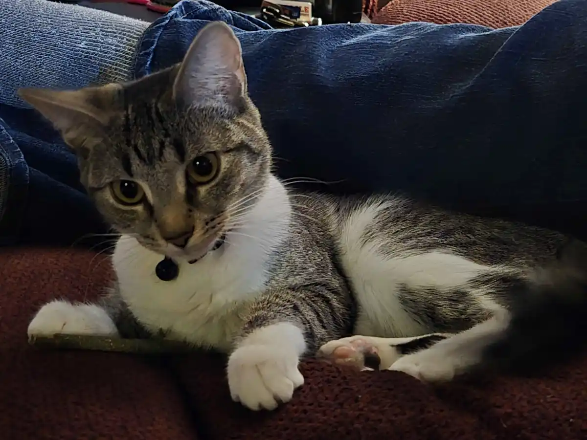 A tabby and white cat with wide, alert eyes lies on a red textured couch, partially nestled against a person's blue jeans…