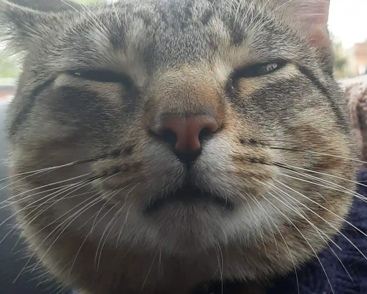A close-up photo of a tabby cat with its eyes half-closed and mouth slightly downturned, giving a look of extreme…