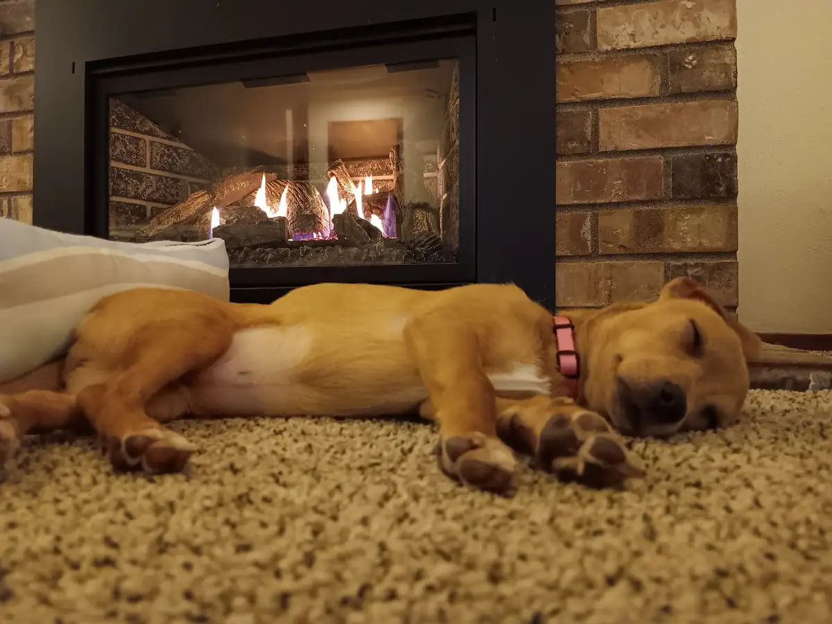 A tan dog with a pink collar is sleeping soundly on its side on a beige carpet, directly in front of a lit fireplace with…