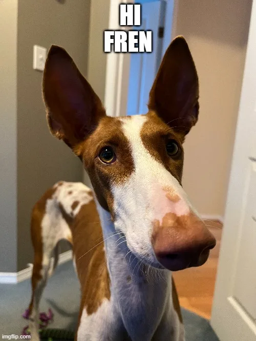 A close-up photo of a brown and white dog with large, pointed ears and a long snout, looking directly at the camera with a…