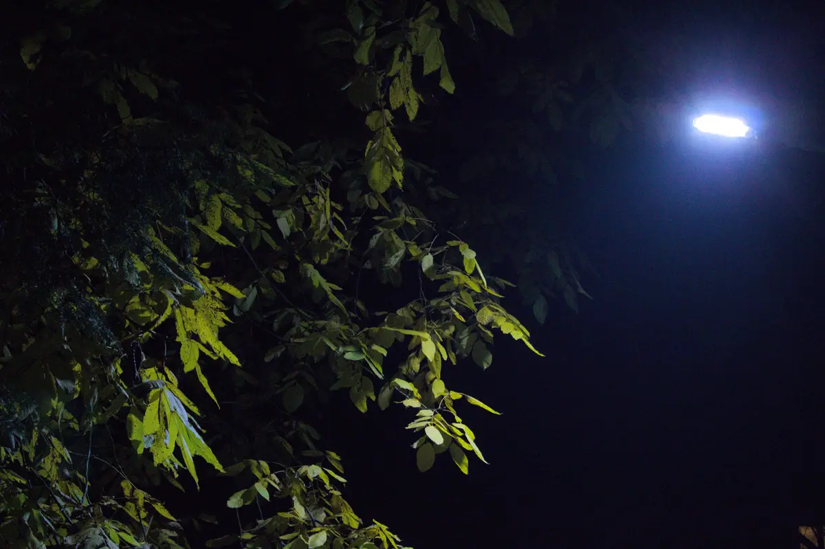 The Enchanting Glow of Night Among the Leaves