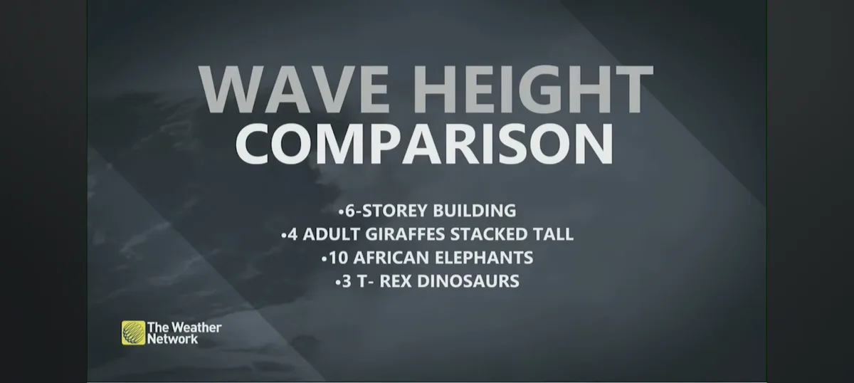 A graphic from The Weather Network titled 'WAVE HEIGHT COMPARISON' lists absurdly large wave heights using relatable…