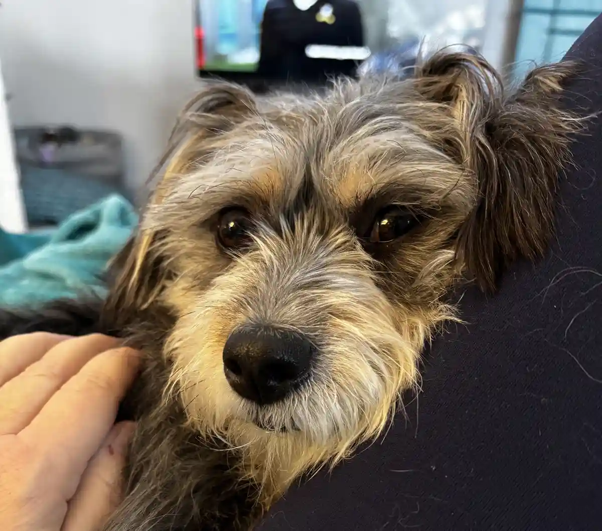 A close-up photo of a scruffy, shaggy dog with brown and gray fur resting its head on a person's dark shirt, looking…