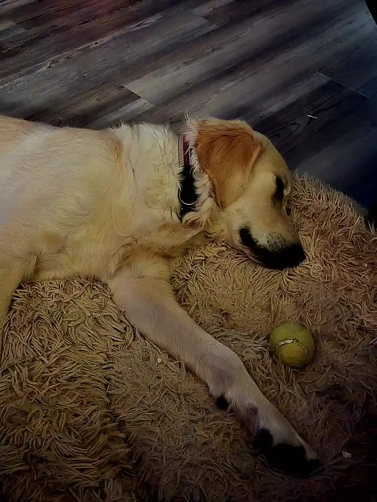 Friday Night Fun: Meet Floyd, the Dog with His Favorite Ball