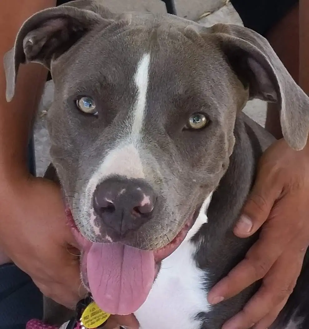 A close-up photo of a gray and white pit bull-type dog with a white stripe down its face, looking directly at the camera…