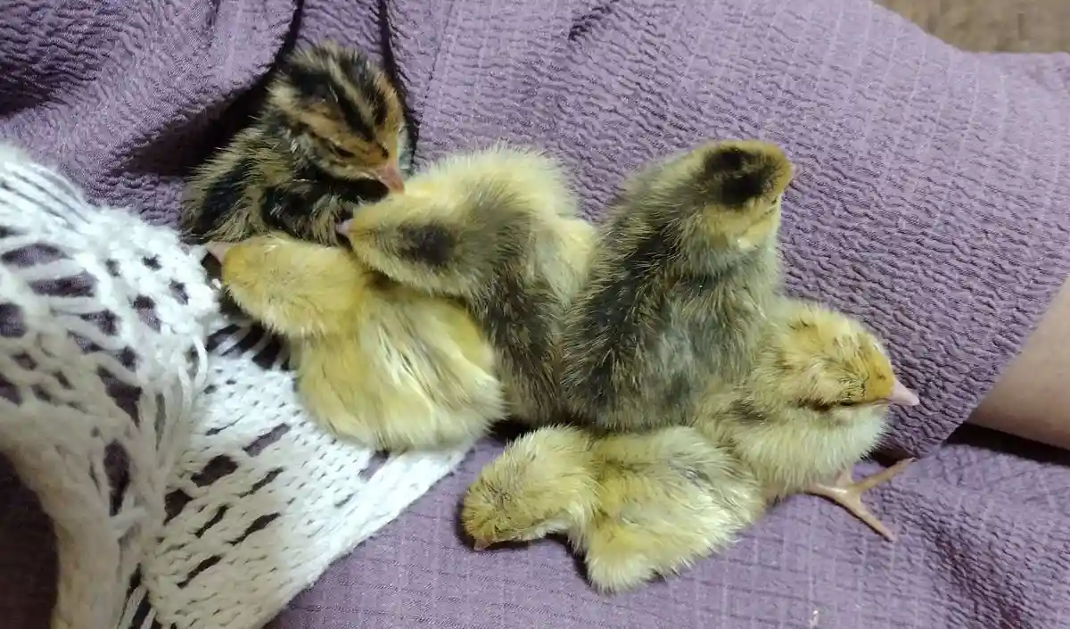 Several small, fluffy chicks are piled together on a purple textured blanket, some sleeping with eyes closed while one peeks…