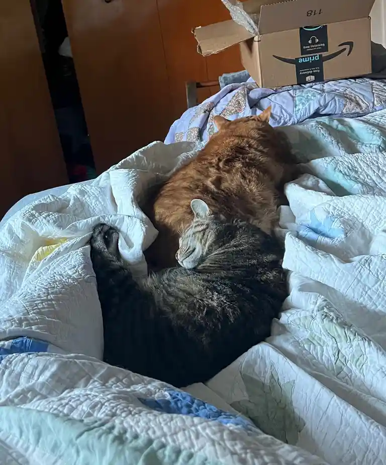 A Daily Dose of Cat Cuteness to Brighten Your Day