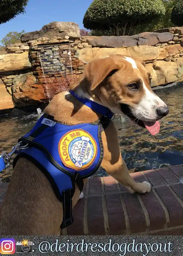 A brown and white dog wearing a blue 'ADOPT ME' harness stands by a water feature, looking away with its tongue out. The…