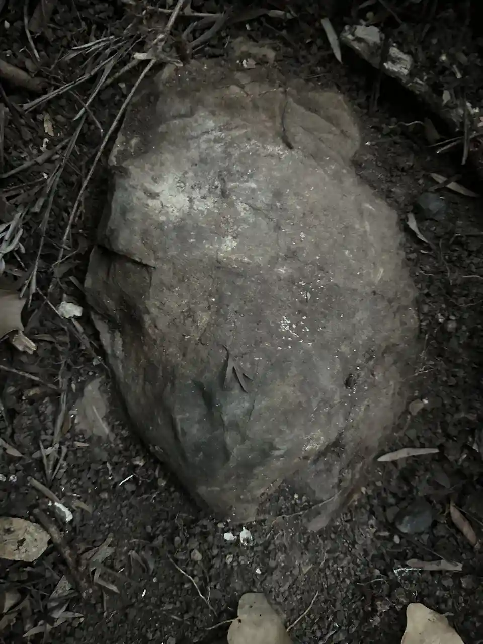 A close-up photo shows a large, gray, irregularly shaped rock resting on dark soil and surrounded by dry leaves and twigs…