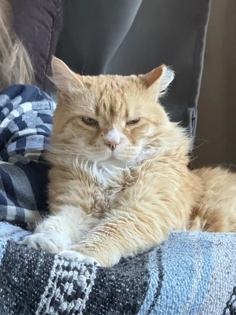 A fluffy orange tabby cat with a white muzzle and chest is lounging on a blue, grey, and white patterned blanket. The cat…